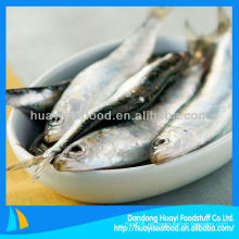 Proceso de sardina congelada fresca